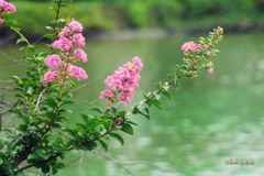 水辺の百日紅（その１）