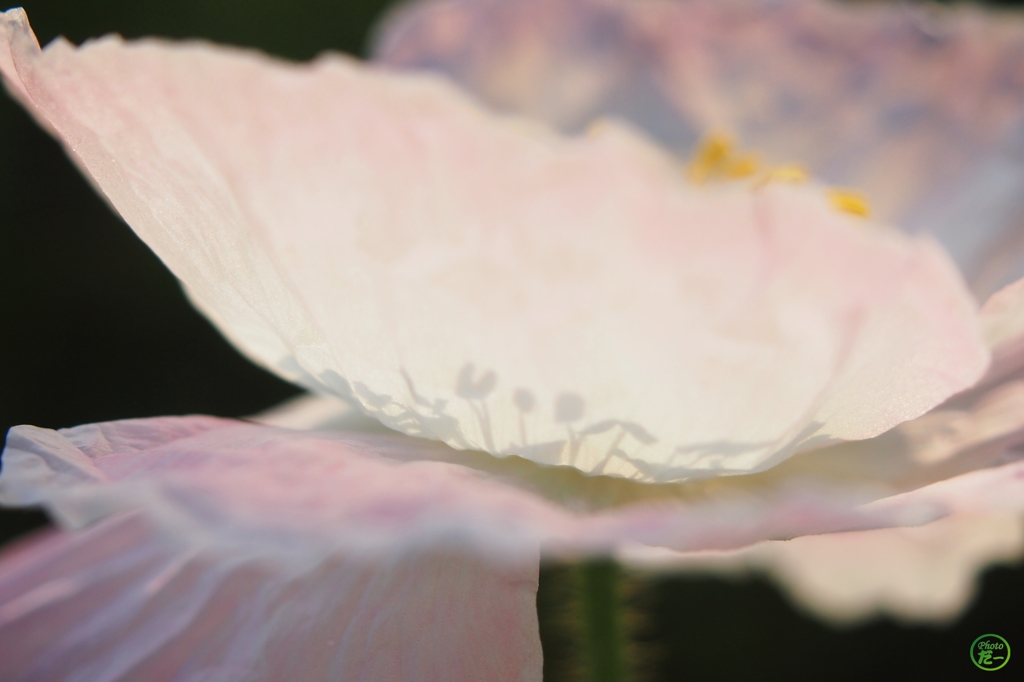 花びら越しに