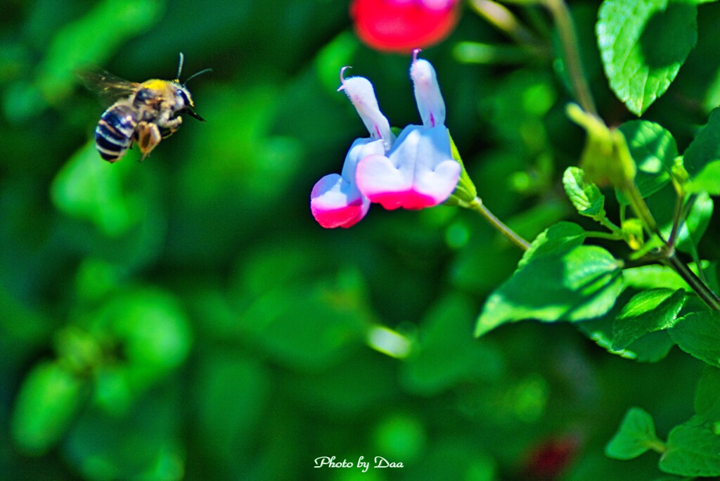 チェリーセージと蜜蜂