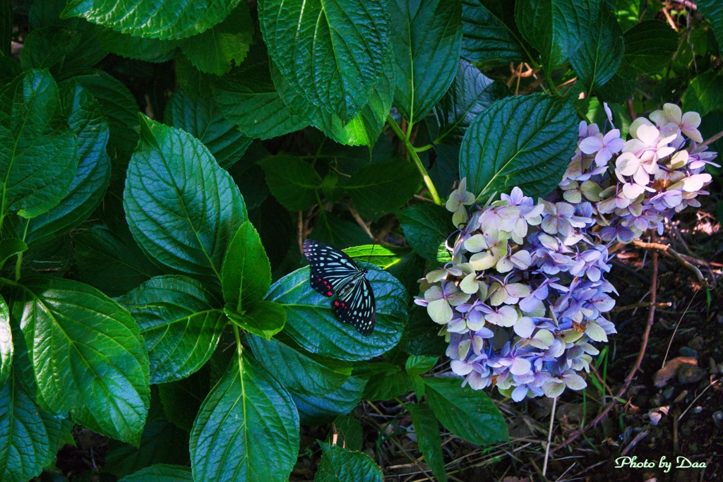 紫陽花の隣に見っつけた