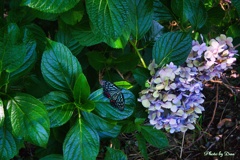 紫陽花の隣に見っつけた