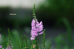 花虎の尾