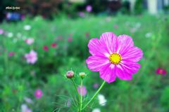 雨上がりの秋桜畑（その２）