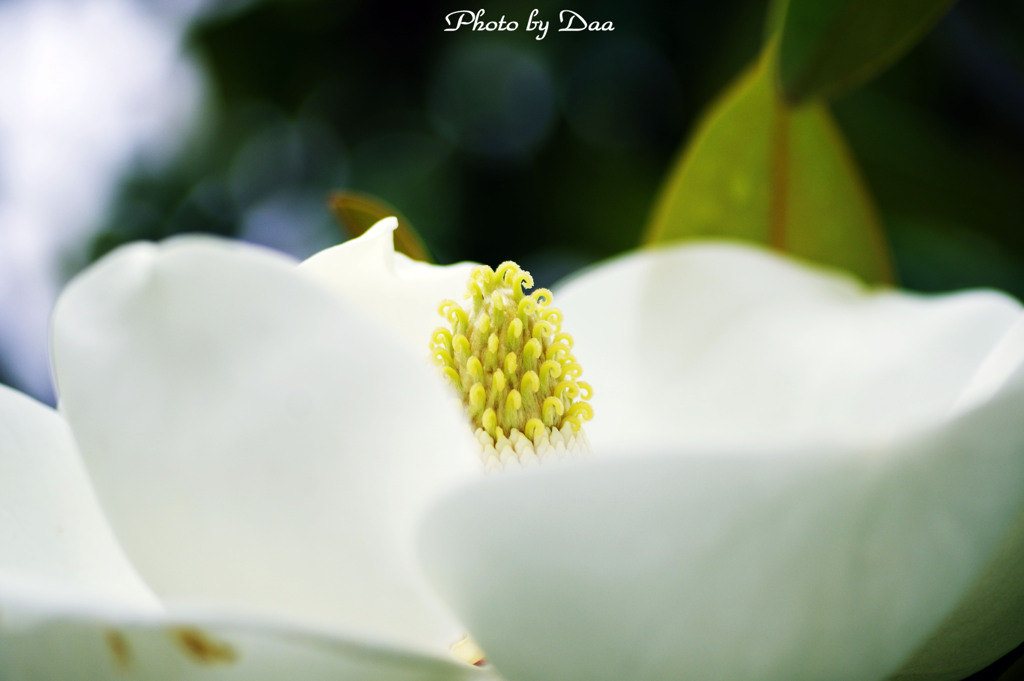 泰山木の花