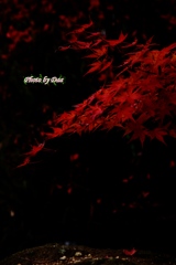 深紅(しんく）その２