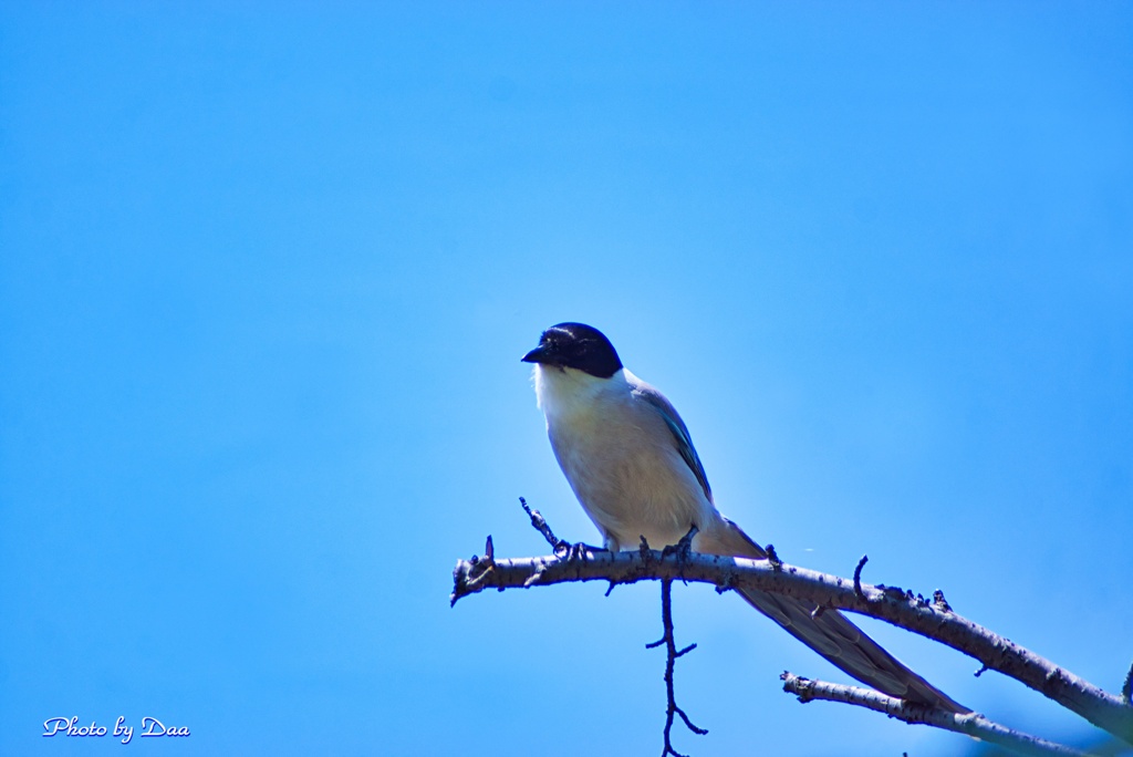 久しぶりの鳥撮り