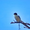 久しぶりの鳥撮り