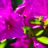 躑躅と蜜蜂