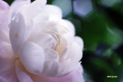 白の山茶花