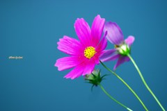 赤系秋桜