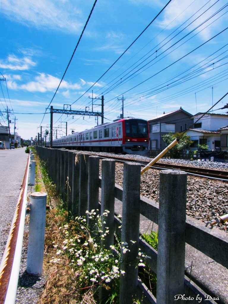 路傍の花と電車