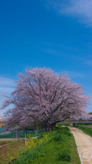 桜の木と空と