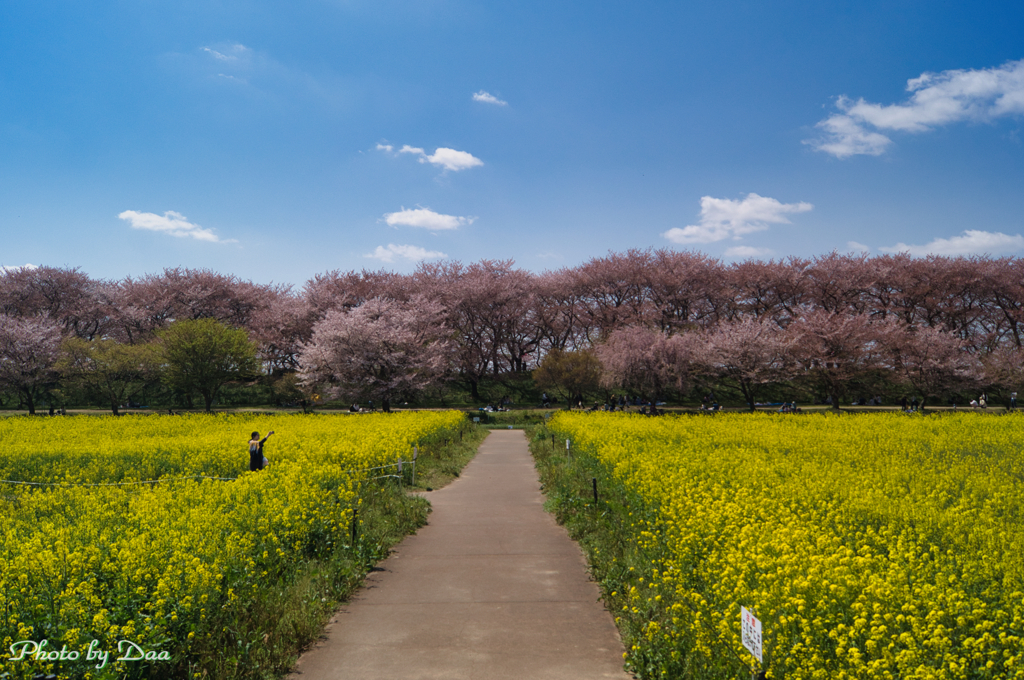 菜の花畑を割って
