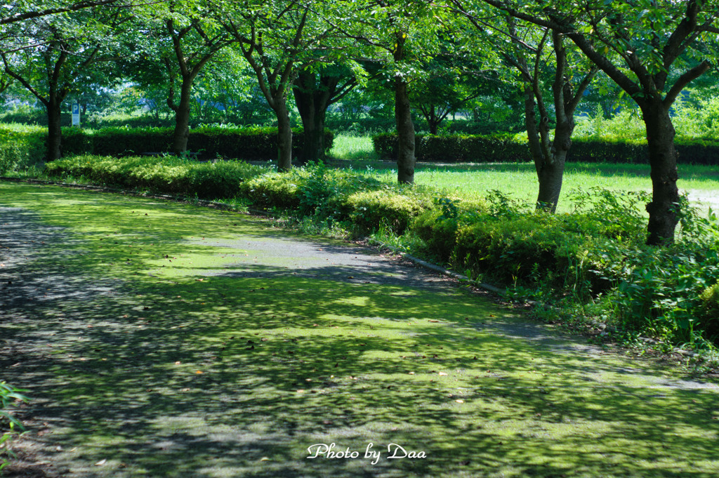緑の公園