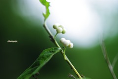 白い小さな木の実