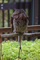 昼間のヨタカさんは眠いのです(=_=)