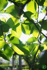 朝の桜の葉