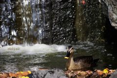 水落ちる前の鴨