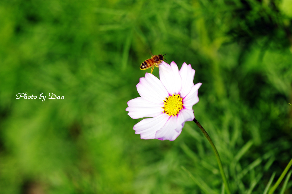 秋の花と蜜蜂と