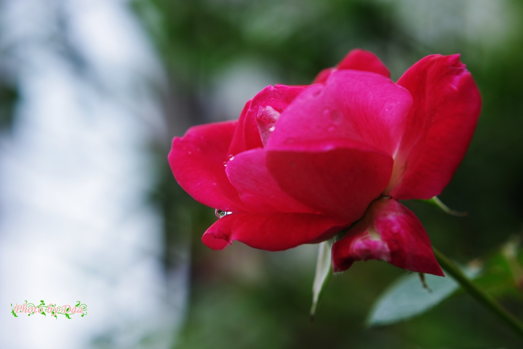 雨、薔薇に付く