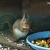 ホンドリスのお食事