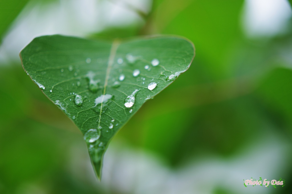 雨、緑葉に付く