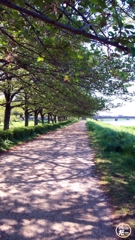 大落古利根川遊歩道
