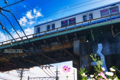 秋の空と陸橋を渡る東武8000系と秋桜