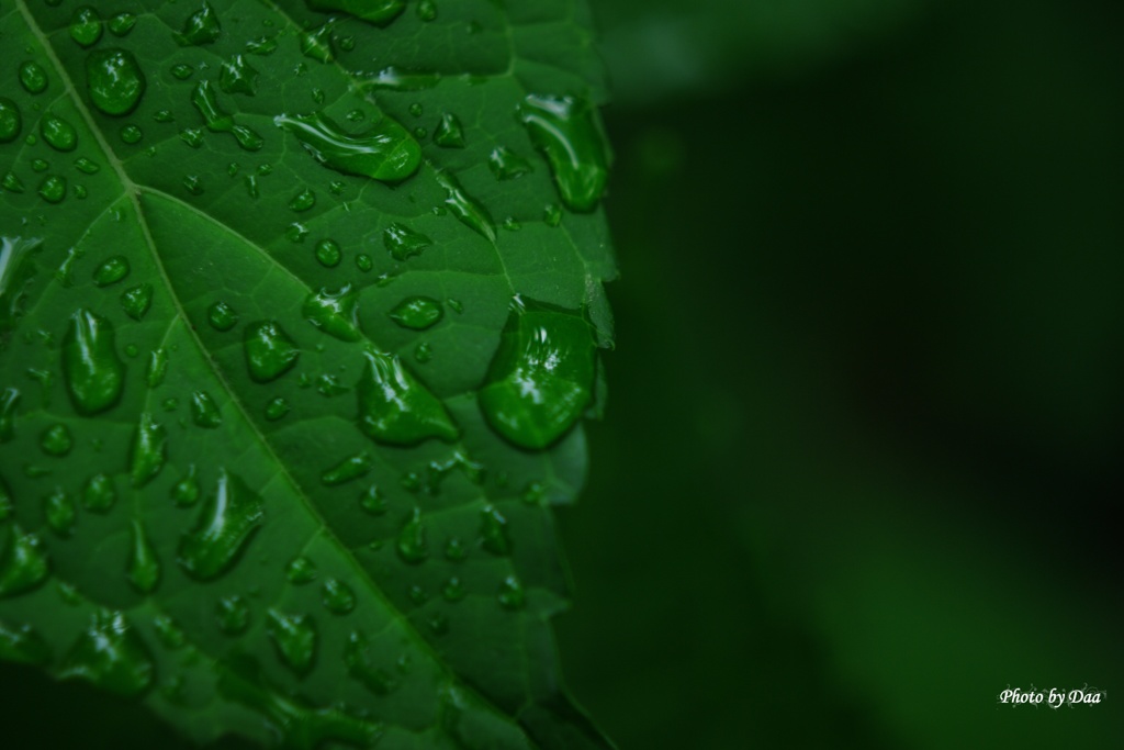 水と葉
