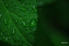 水と葉