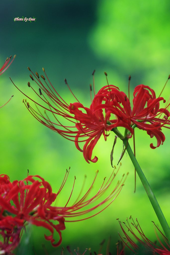 曼珠沙華