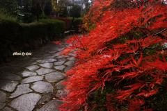 秋の大池公園