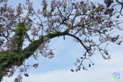 鳳凰の止まる木