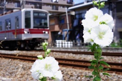 芙蓉とスカイツリーライン（上り）