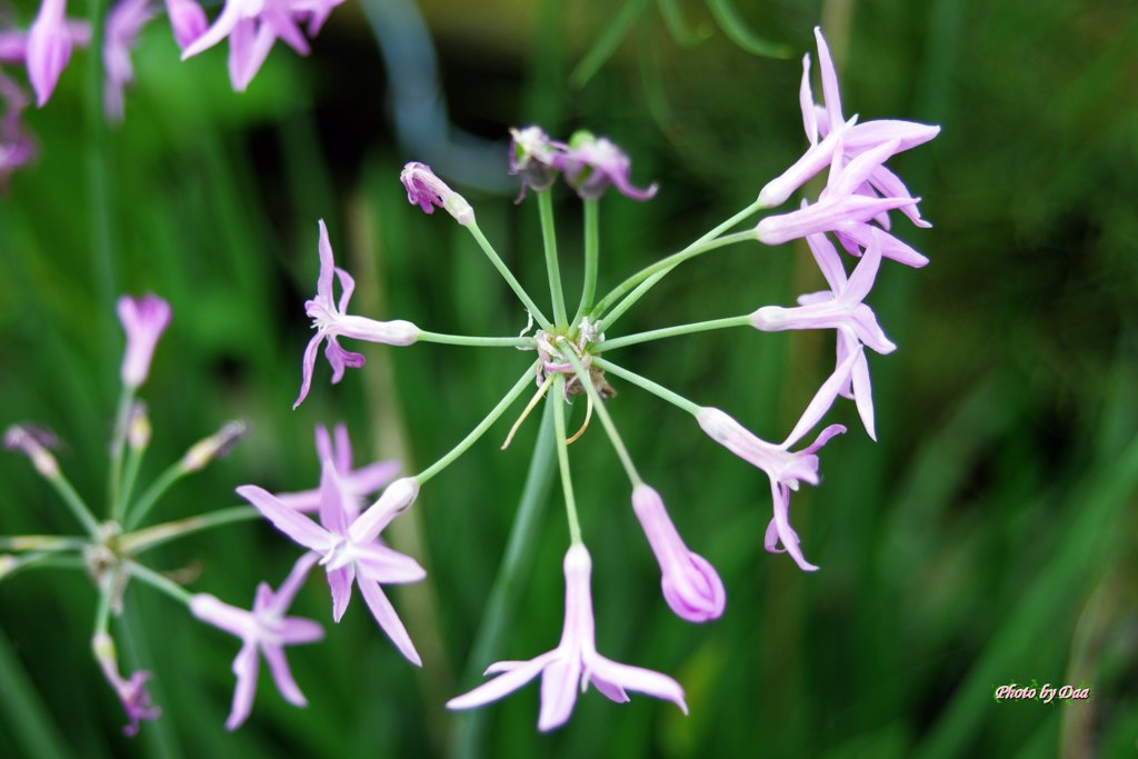 咲方の順番は？