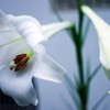 先に咲く花後に咲く花