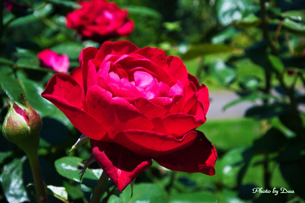 熟れた薔薇