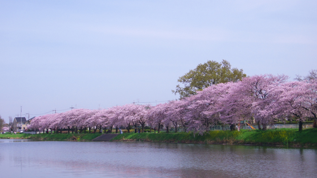 土手の桜