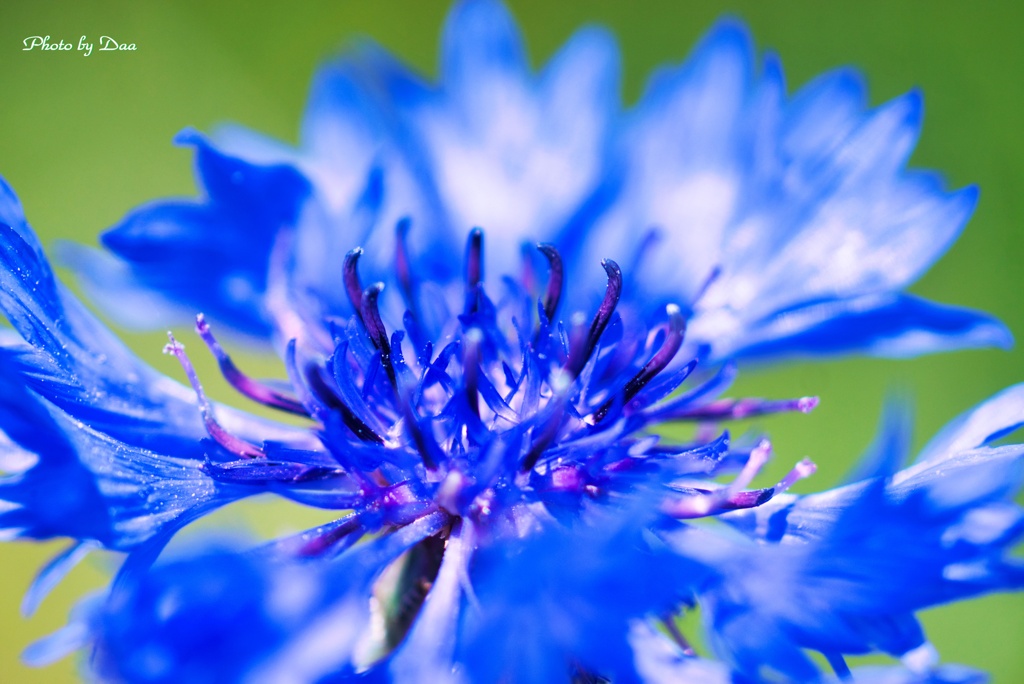 コーンフラワー・ブルー