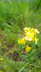菜の花