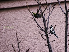 シジュウカラに追い出されるメジロ