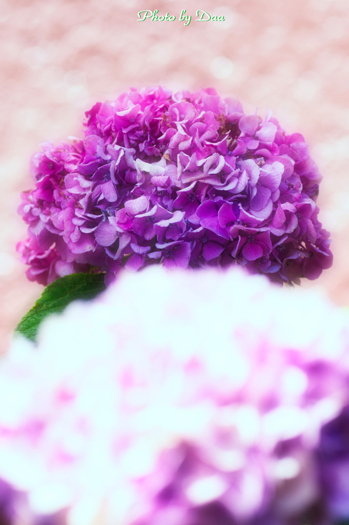 ８月の紫陽花 Ⅳ