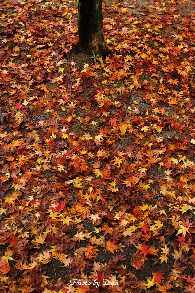 落ち紅葉