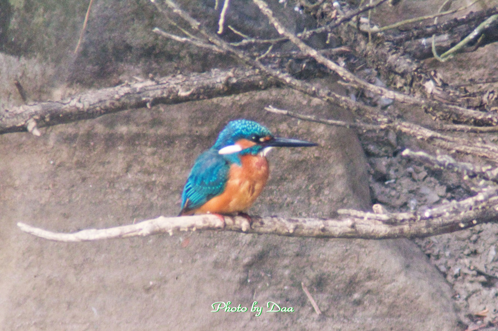 カワセミ再現像 Ⅳ