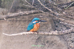 カワセミ再現像 Ⅳ