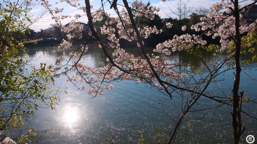 朝日と桜と池（横）