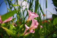 コヒルガオの横顔