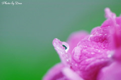 水滴と紫陽花