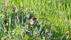 チュンチュン雀 チュンチュン雀