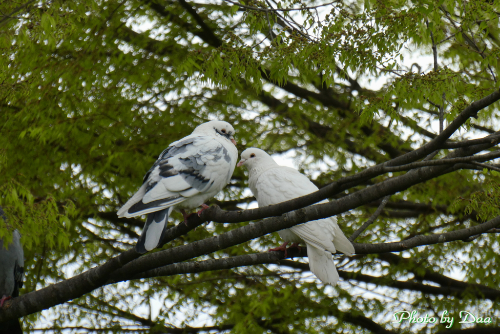 白系の鳩